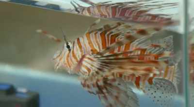 The dorsal spines on
the lionfish are so sharp - Kings of Pain