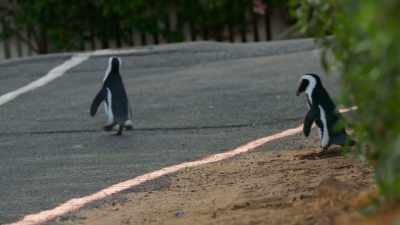 The downside to living in the suburbs... - Penguin Town