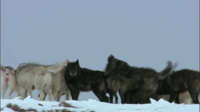 The druid pack once rained
supreme in this area, - Yellowstone: One-Fifty