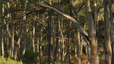 The dry eastern forests can be
a challenging place - David Attenborough's Tasmania