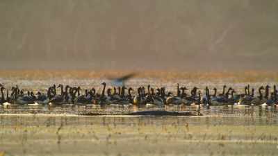 The dry season is a dangerous time
for these predators. - Our Great National Parks
