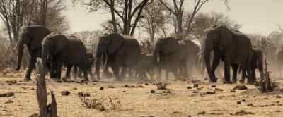 The dry season has drawn
herds from far and wide… - Our Universe