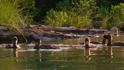 The ducklings have also become agile predators... - Tiny World