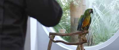 The Dungone. - Bernie the Dolphin 2