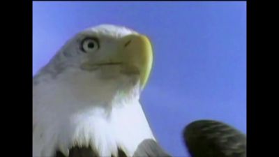The eagle - The Corporation
