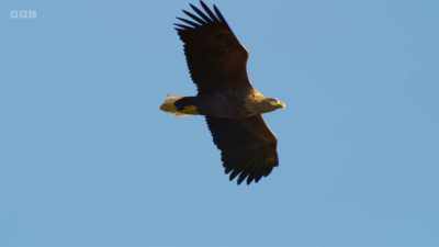 The eagles must select
a particular bird as a target. - Wild Isles