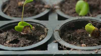 The Earth Institute,
or Instituto Terra, - The Green Planet