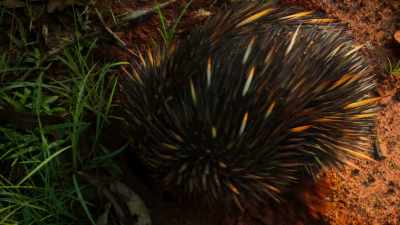 The echidna's only escape is underground. - Tiny World