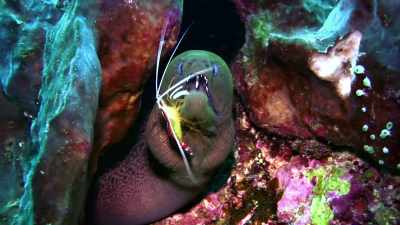The eel stays squeaky clean, - Absurd Planet