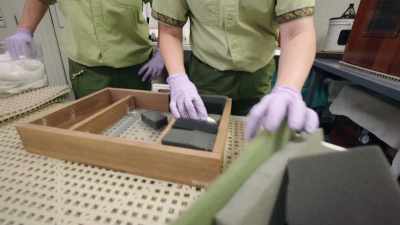The egg will spend the next 55 days
tucked into a specialized incubator. - Magic of Disney's Animal Kingdom