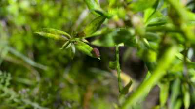 The eggs soon hatch into caterpillars. - Our Planet