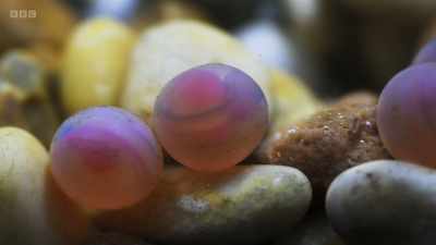 The eggs will develop in the gravel
throughout the winter - Wild Isles