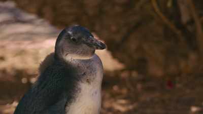 The eldest, however, has had enough. - Penguin Town