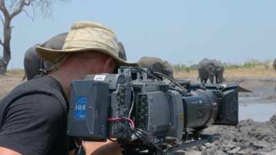The elephants are very stressed
at this point. - In the Footsteps of Elephant