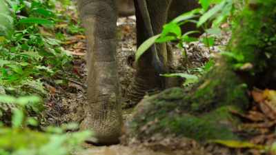The elephant's footprints
make the perfect pop-up nursery. - Our Great National Parks