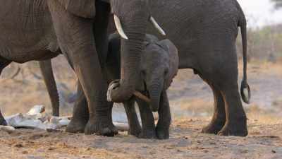 The elephants just would,
picking up the bones, - In the Footsteps of Elephant