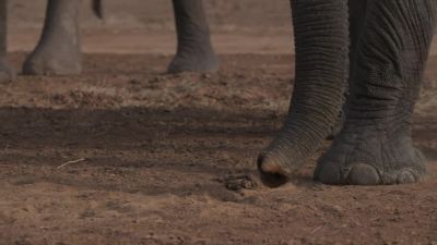 The elephants know it's coming. - Chasing the Rains