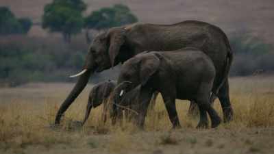 The elephants parent at
least as long as we do. - Cosmos: Possible Worlds