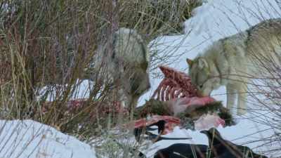 The elk cow has
made a good meal, - Yellowstone: One-Fifty