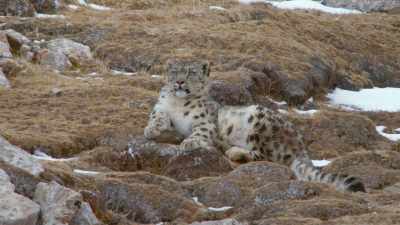 The endangered snow leopard
has surprising allies - Ghost of the Mountains