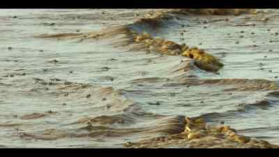 The equatorial sun makes the shallows
too hot for most fish. - Our Oceans