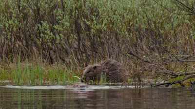 The Eurasian beaver - Wild Nordic