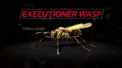 - The executioner wasp,
polistes carnifex. - Kings of Pain