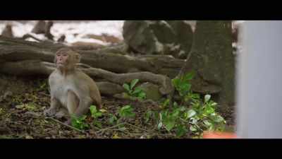 The expectation is the monkeys should lose interest - The Most Unknown