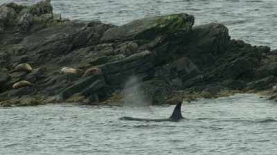 The exposed skerries may
offer sanctuary for now, - Wild Ways of the Vikings