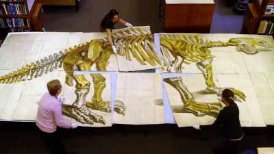- The extinct giant
sloths all belong - The UnBelievable with Dan Aykroyd