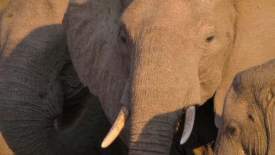 The extraordinary sense of smell - Our Planet