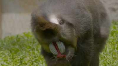 The fact that he's now having - Secrets of the Zoo