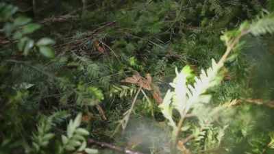 The fact that we have more
than one nest site now - Expedition Bigfoot