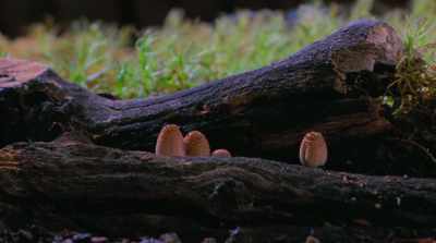 The fact that we lack the language skills to communicate with nature - Fantastic Fungi