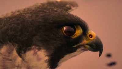 The falcon struggles
to pick off an individual. - Super/Natural
