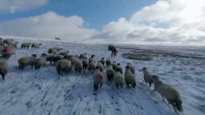 The family and flock have
come through unscathed - Our Yorkshire Farm