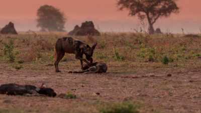 The family have been protecting her
while she recovers. - Dynasties