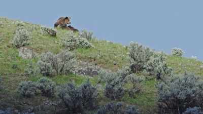 The family has survived
its first winter. - Epic Yellowstone