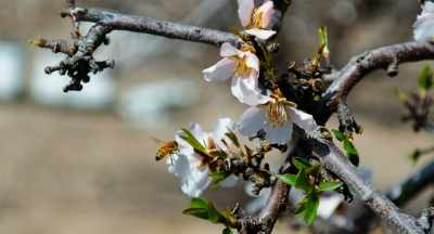 The farmer, basically, pays us
for bringing the bees in -- - The Pollinators