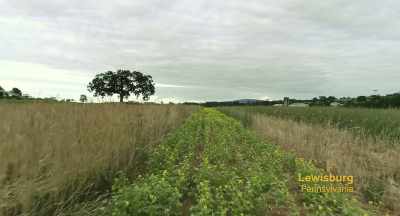 The farmer that
I rent this from, - The Pollinators