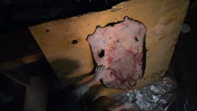 The fat is really, really
thick and it'’s really, - Life Below Zero: Next Generation