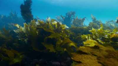 The fathers return to the tangle of kelp - Blue Planet II