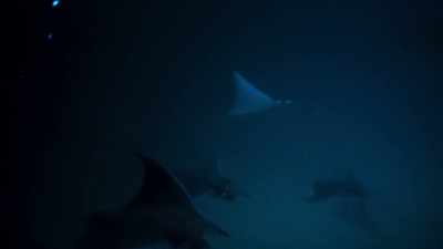 The feasting rays swim through them - Blue Planet II