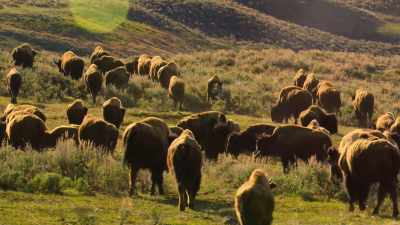 The feeling of seeing a bison
for the first time - Our Great National Parks