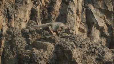 The female goes high. - Prehistoric Planet