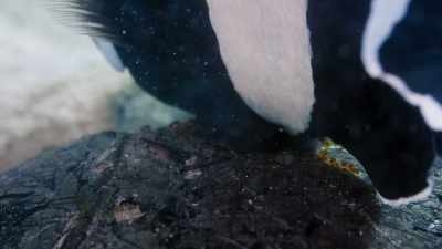 The female lays. - Blue Planet II