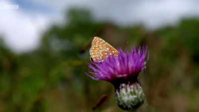The female will only mate
once in her life. - Wales: Land of the Wild