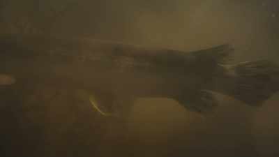The ferocious three-foot-long garfish. - Prehistoric Planet