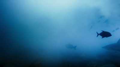 The fertilized eggs, - Blue Planet II