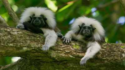 The few tamarin families here - Seven Worlds, One Planet
